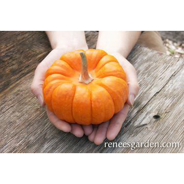 Renee's Garden 5289 Mini Jack Vegetable Seed Pack, Pumpkin, Cucurbita Pepo, April to June Planting Pack - 2