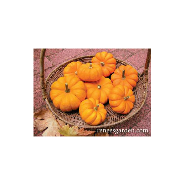 Renee's Garden 5289 Mini Jack Vegetable Seed Pack, Pumpkin, Cucurbita Pepo, April to June Planting Pack - 3