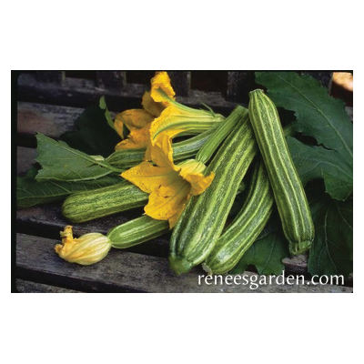 Renee's Garden 5111 Romanesco Zucchini, Zucchini, Cucurbita Pepo - 2