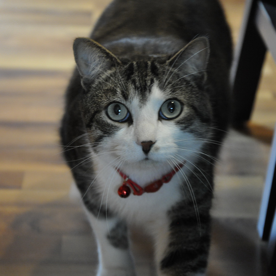 Safe Cat 07001 ORD12 Breakaway Cat Collar, 8 to 12 in Neck, 3/8 in W Collar, Fastening Method: Buckle, Nylon, Orchid - 1