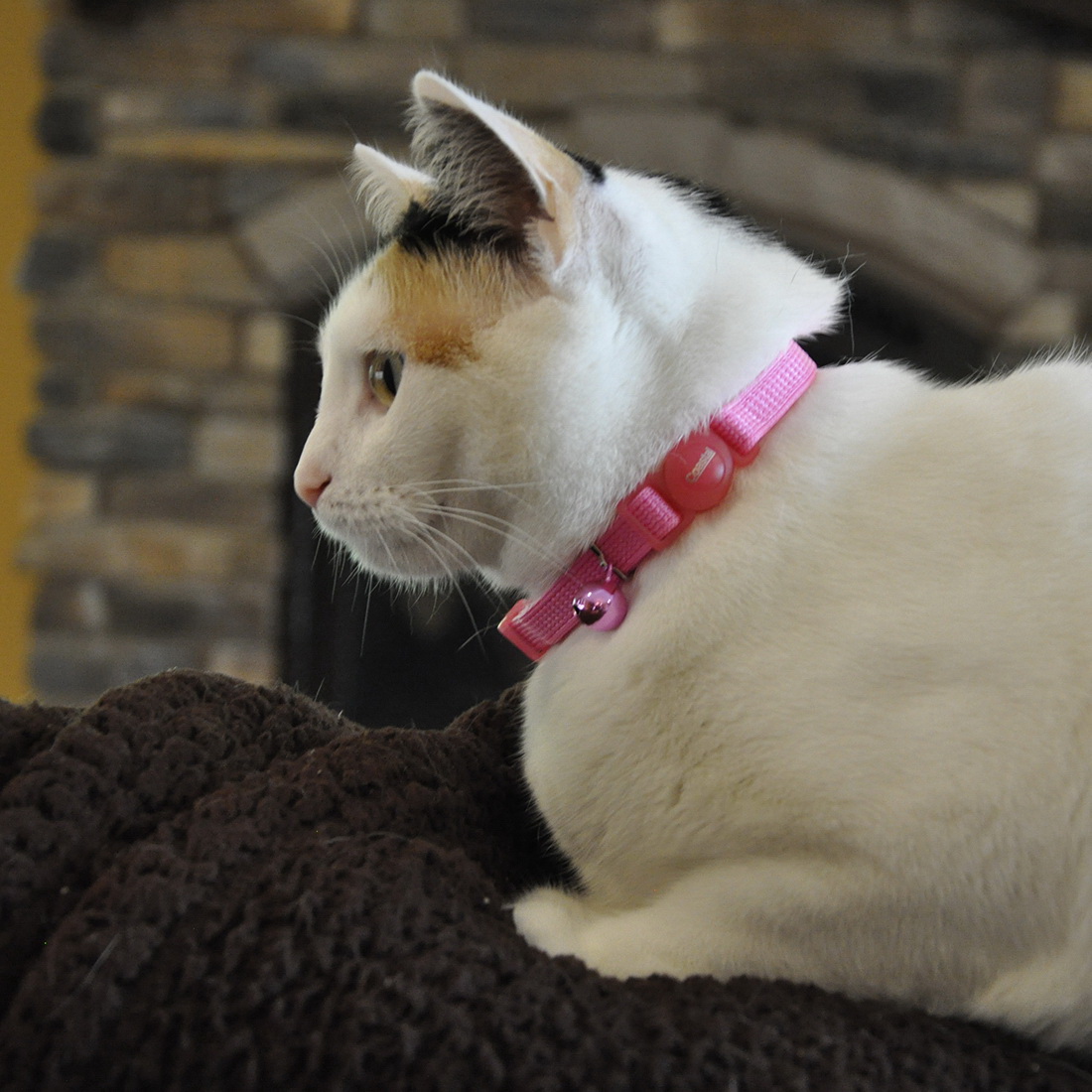 Safe Cat 07001 ORD12 Breakaway Cat Collar, 8 to 12 in Neck, 3/8 in W Collar, Fastening Method: Buckle, Nylon, Orchid - 2
