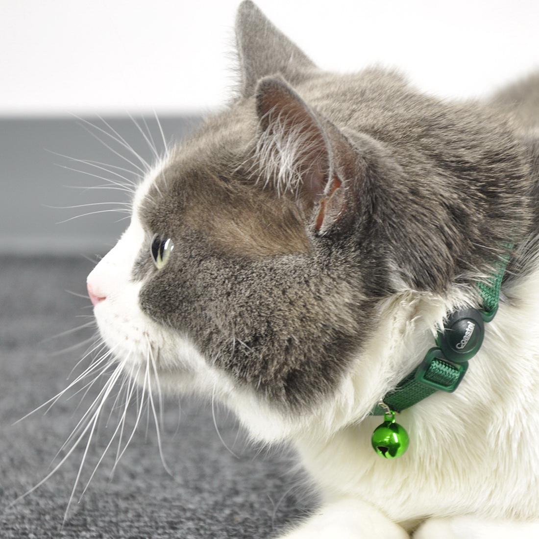 Safe Cat 07001 ORD12 Breakaway Cat Collar, 8 to 12 in Neck, 3/8 in W Collar, Fastening Method: Buckle, Nylon, Orchid - 3