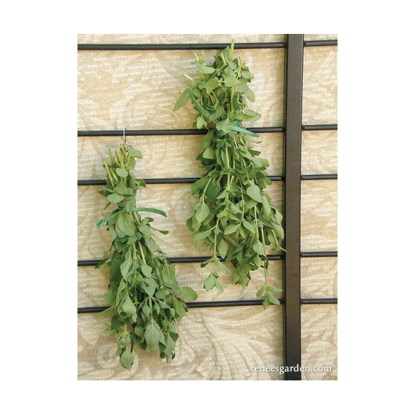 Renee's Garden 5945 Herb Seed Pack, Oregano, Origanum Heracleoticum, March to June Planting Pack - 3