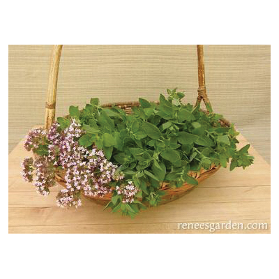 Renee's Garden 5945 Herb Seed Pack, Oregano, Origanum Heracleoticum, March to June Planting Pack - 4