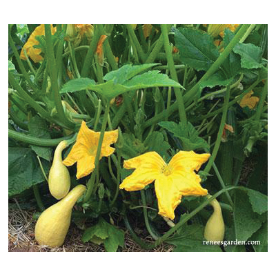 Renee's Garden 5364 Sunny Supersett Squash, Crookneck Pumpkin, Cucurbita Moschata - 2
