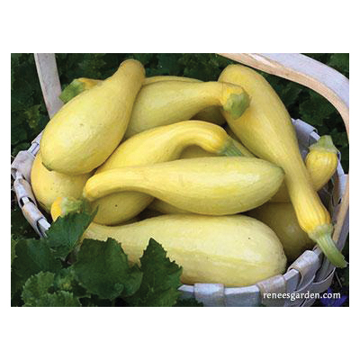 Renee's Garden 5364 Sunny Supersett Squash, Crookneck Pumpkin, Cucurbita Moschata - 3