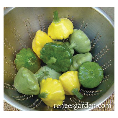 Renee's Garden 5078 Tricolor Pattypan Squash, Pattypan Squash, Cucurbita Pepo - 2