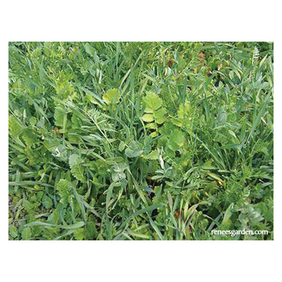 Renee's Garden 8181 Scatter Garden Seed, Cover Crop, 3 oz - 3