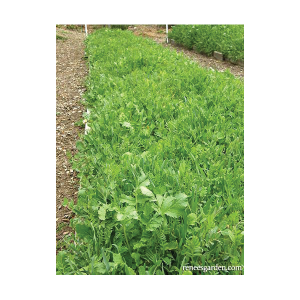 Renee's Garden 8181 Scatter Garden Seed, Cover Crop, 3 oz - 4