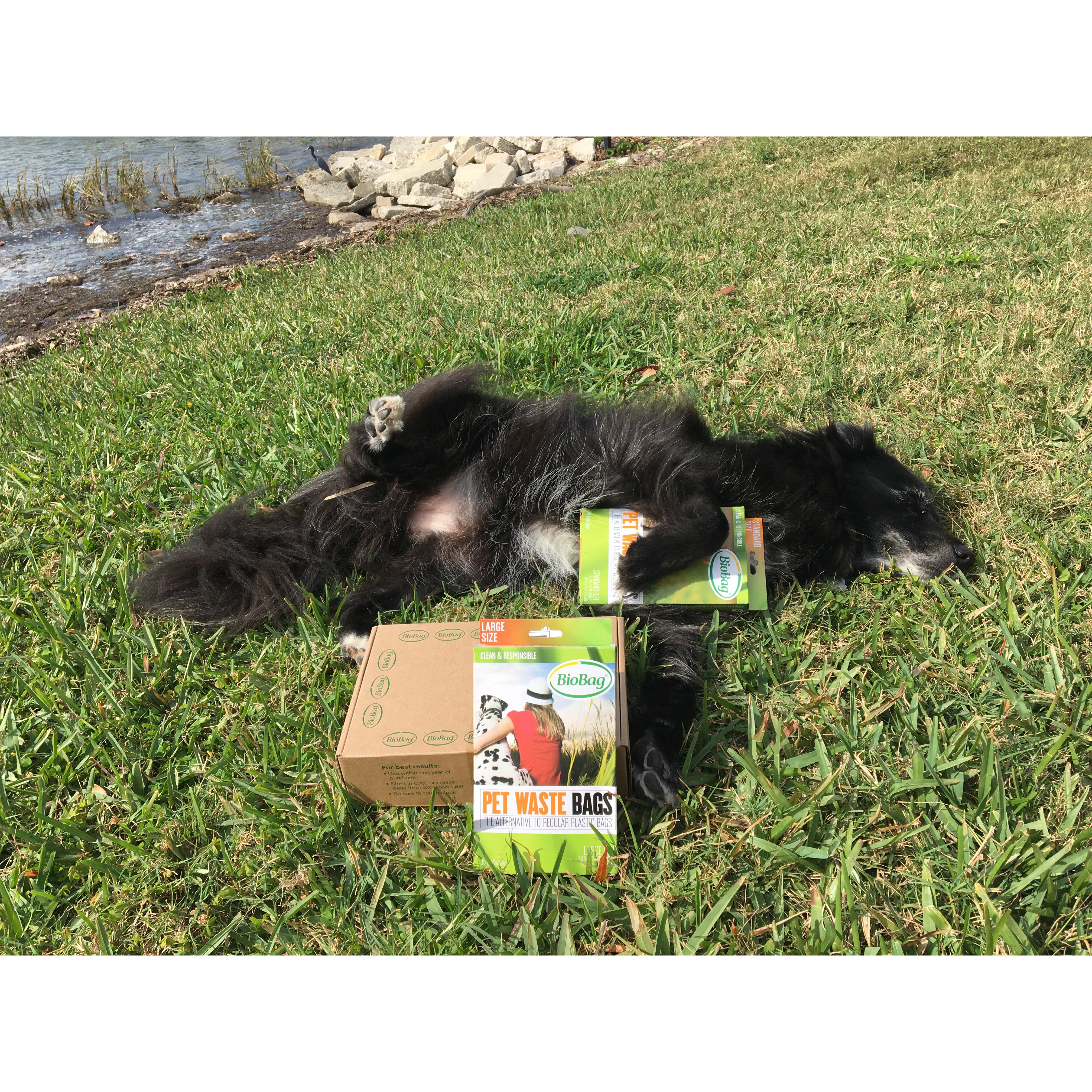 BioBag 187572 Pet Waste Bag, L, Resin - 3