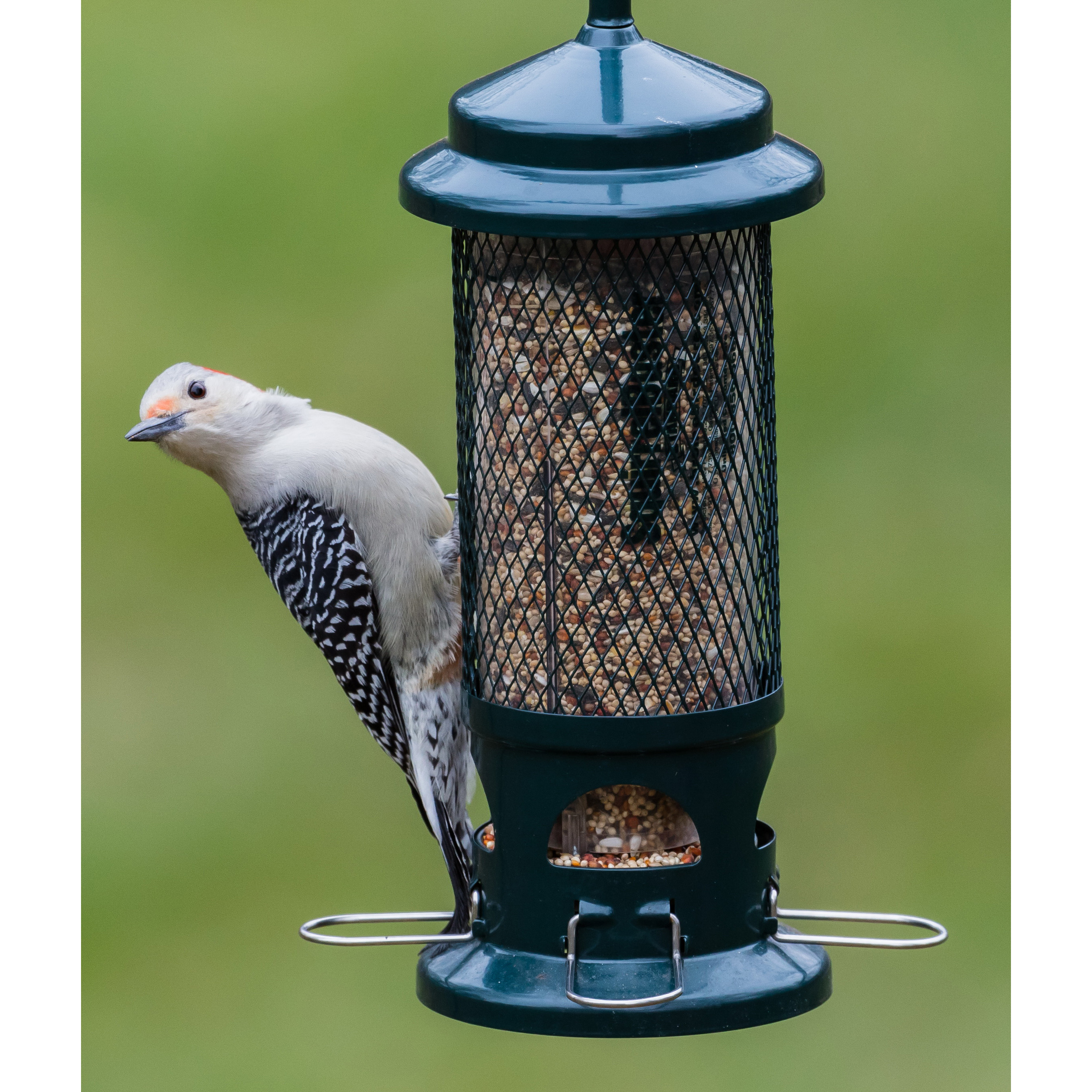Squirrel Buster BD1057 Standard Bird Feeder, 13-1/4 in H, 1.3 lb, Metal/Plastic/Resin - 5