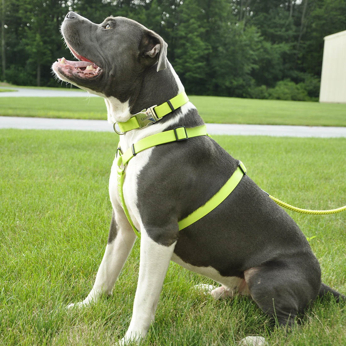 Coastal Pet Products 06643RED28 Standard Adjustable Dog Harness, M, Fastening Method: Buckle, Nylon Harness, Red - 1