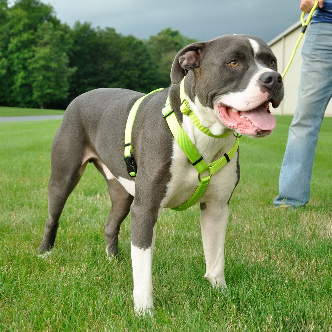 Coastal Pet Products 06643RED28 Standard Adjustable Dog Harness, M, Fastening Method: Buckle, Nylon Harness, Red - 2