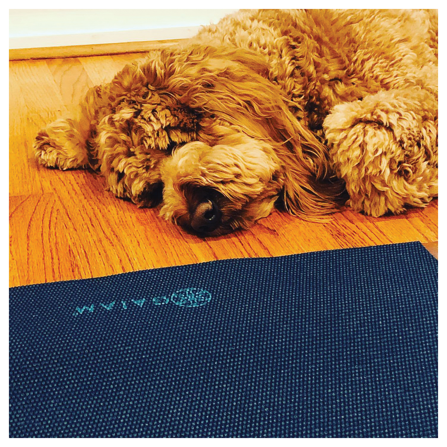 Gaiam 05-60526 Yoga Mat, PVC, Plum Jam - 1