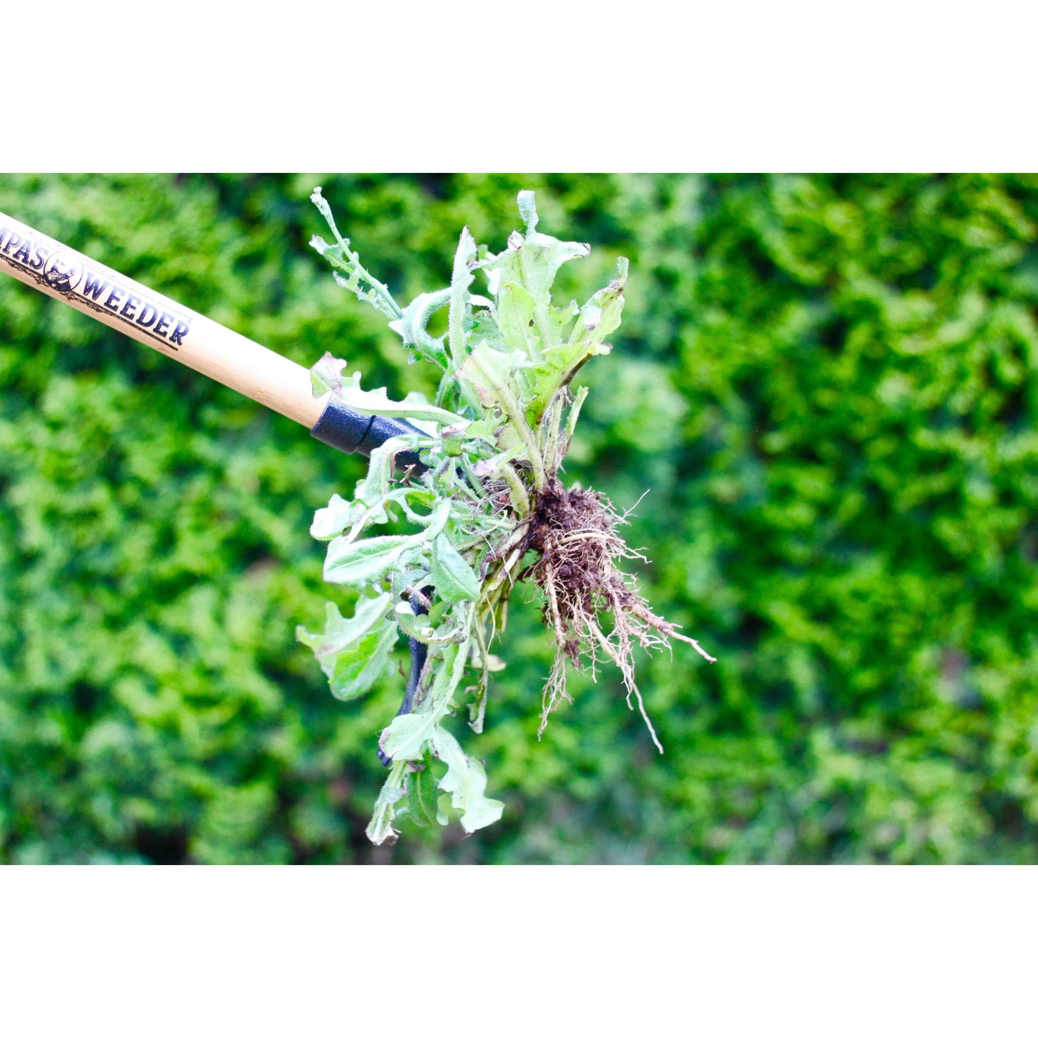 Grampa's Gardenware ACEDC-12 Weed Remover, Steel Blade, Hardwood Handle - 3