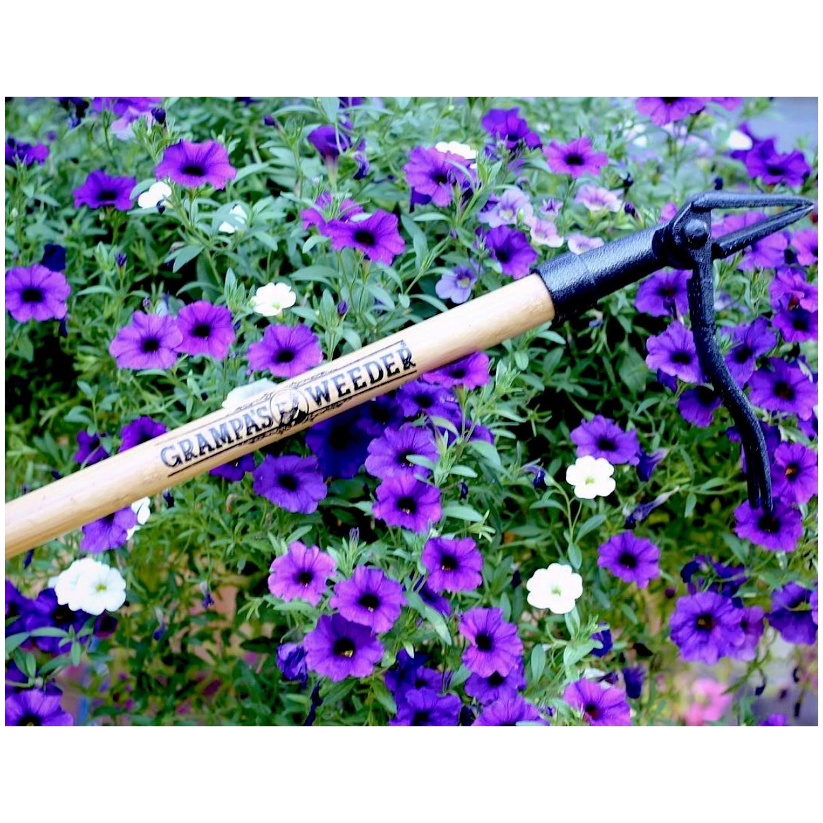 Grampa's Gardenware ACEDC-12 Weed Remover, Steel Blade, Hardwood Handle - 4