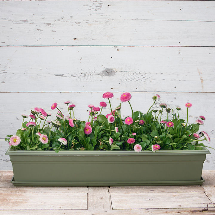 Novelty 10182 Flower Box Tray, 18 in L, 7 in W, Plastic, White - 1