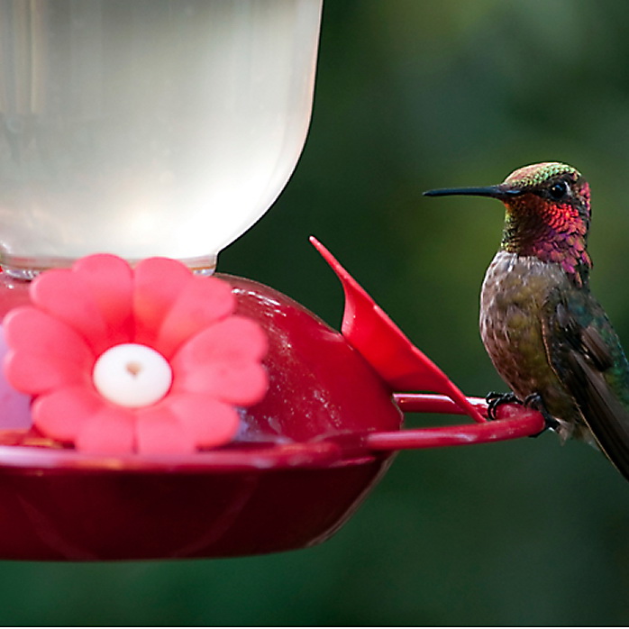 Perky-Pet 135TF Bird Feeder, 16 oz, Nectar, 4-Port/Perch, Plastic, Clear/Red, 7.7 in H - 3