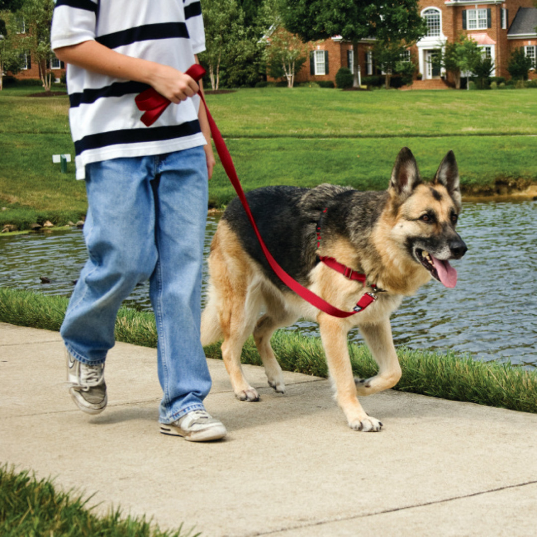 PetSafe EWHHC-M No-Pull Dog Harness, M Harness - 3
