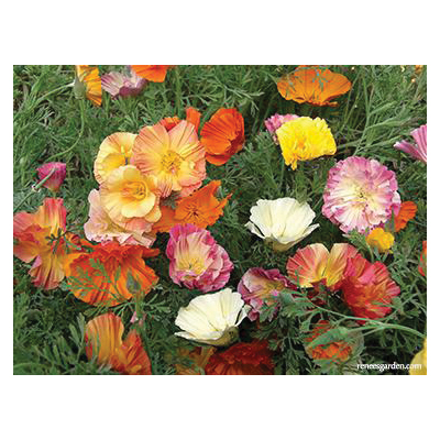Renee's Garden 5981 Flower Seed, California Poppies, Eschscholtzia Californica, Fall, Spring, Summer Bloom, 3 g Pack - 2