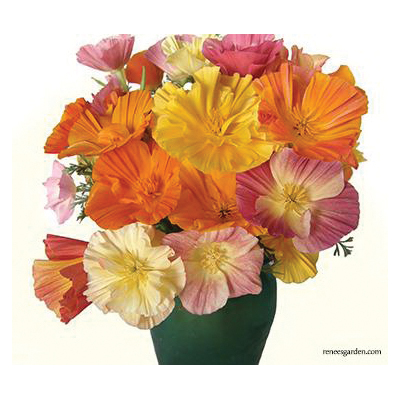 Renee's Garden 5981 Flower Seed, California Poppies, Eschscholtzia Californica, Fall, Spring, Summer Bloom, 3 g Pack - 3