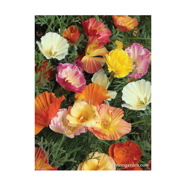 Renee's Garden 5981 Flower Seed, California Poppies, Eschscholtzia Californica, Fall, Spring, Summer Bloom, 3 g Pack - 4