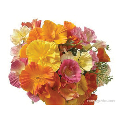 Renee's Garden 5981 Flower Seed, California Poppies, Eschscholtzia Californica, Fall, Spring, Summer Bloom, 3 g Pack - 5