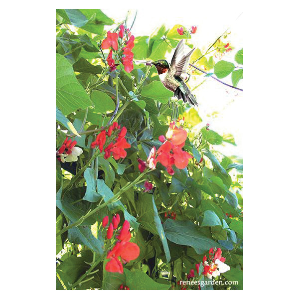 Renee's Garden 5034 Painted Lady Vegetable Seed Pack, Beans, Phaseolus Coccineus, April to June Planting Pack - 2