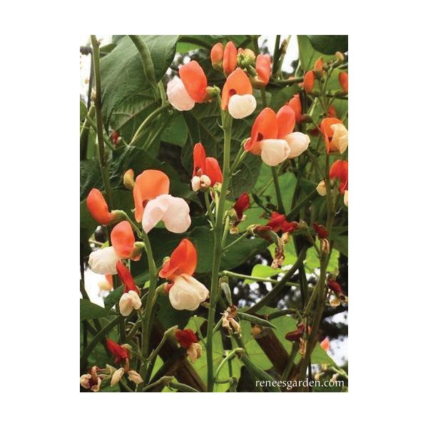 Renee's Garden 5034 Painted Lady Vegetable Seed Pack, Beans, Phaseolus Coccineus, April to June Planting Pack - 3