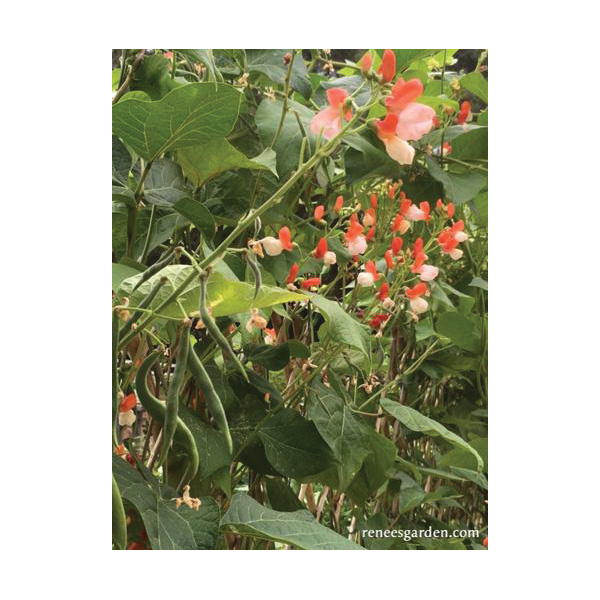 Renee's Garden 5034 Painted Lady Vegetable Seed Pack, Beans, Phaseolus Coccineus, April to June Planting Pack - 4