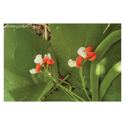 Renee's Garden 5034 Painted Lady Vegetable Seed Pack, Beans, Phaseolus Coccineus, April to June Planting Pack - 5