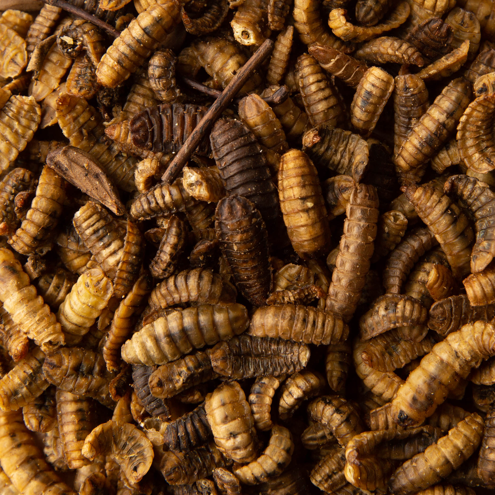 Scratch and Peck Feeds 9700-35 Cluckin' Good Grubs, 3.5 lb - 1