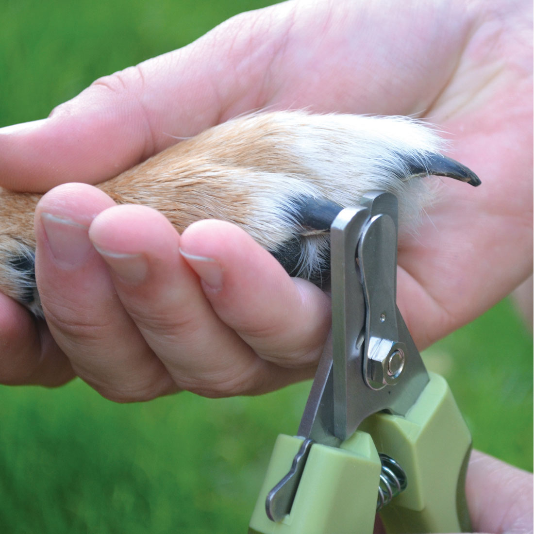 Coastal Pet Products W6106 NCL00 Pet Nail Clipper, Yellow, Dog - 2