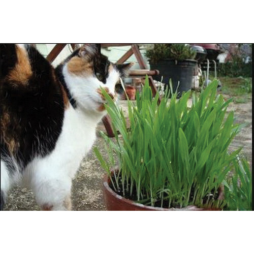 Renee's Garden 3001 Organic Seed, Kitty Queen's, Four Grass Mix, 20 g (600 to 650 Count) - 2