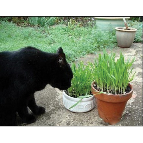 Renee's Garden 3001 Organic Seed, Kitty Queen's, Four Grass Mix, 20 g (600 to 650 Count) - 3