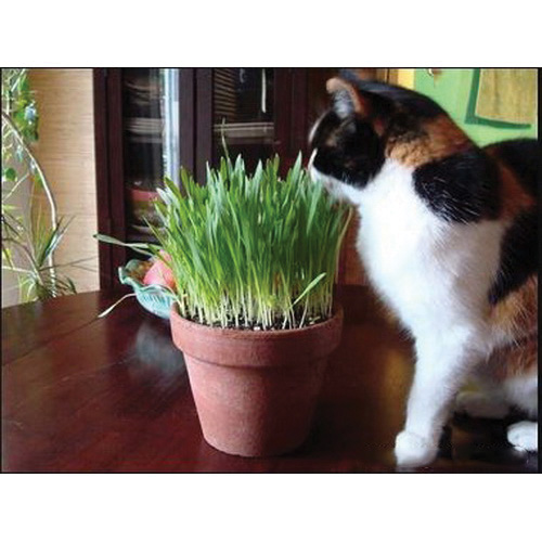 Renee's Garden 3001 Organic Seed, Kitty Queen's, Four Grass Mix, 20 g (600 to 650 Count) - 4