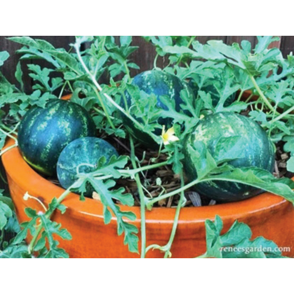 Renee's Garden 5512 Mini Love Personal Size Watermelon Seed, Watermelon, Summer Planting, 0.75 g (18 Count) - 3